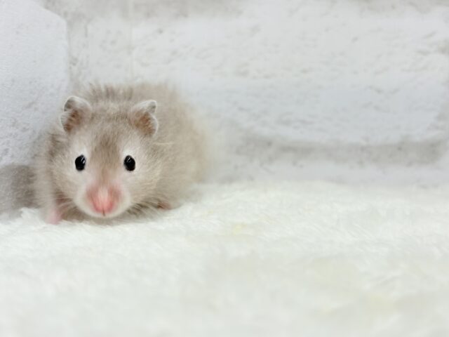 いい湯だな~♩♩セーブルハムスター(男の子) ゴールデンハムスター