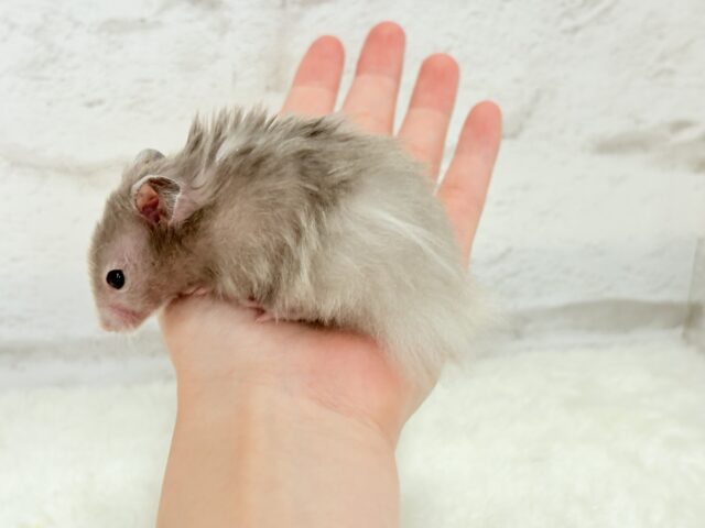 いい湯だな~♩♩セーブルハムスター(男の子) ゴールデンハムスター