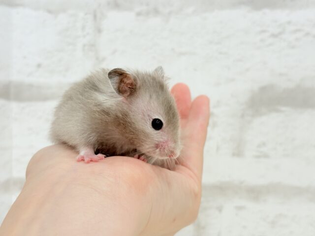 ゴールデンハムスター