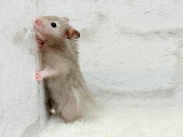 ゴールデンハムスター