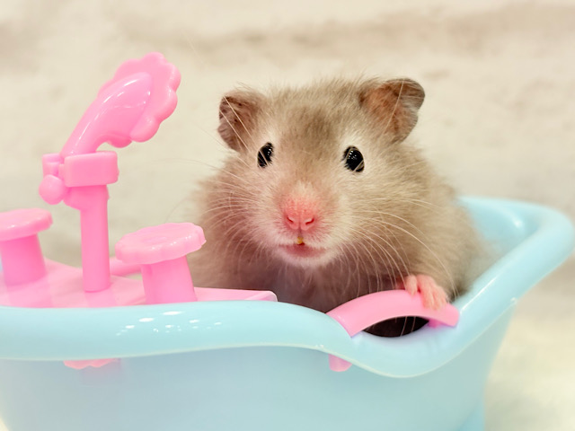 いい湯だな~♩♩セーブルハムスター(男の子) いい湯だな~♩♩セーブルハムスター(男の子)