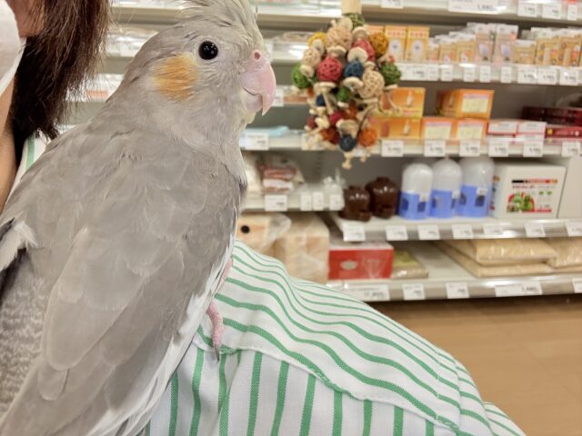 どこから見ても美形さん♬オカメインコ(ノーマル) オカメインコ