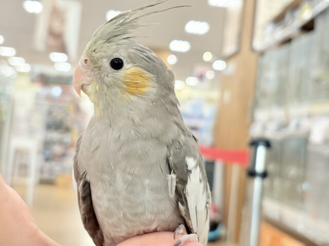 どこから見ても美形さん♬オカメインコ(ノーマル) オカメインコ