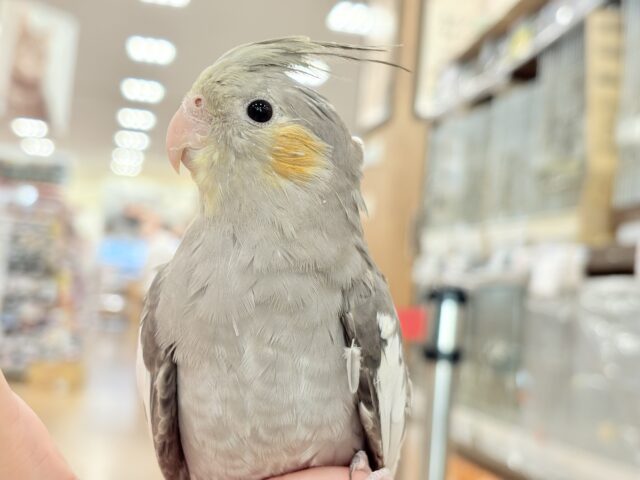 どこから見ても美形さん♬オカメインコ(ノーマル) オカメインコ