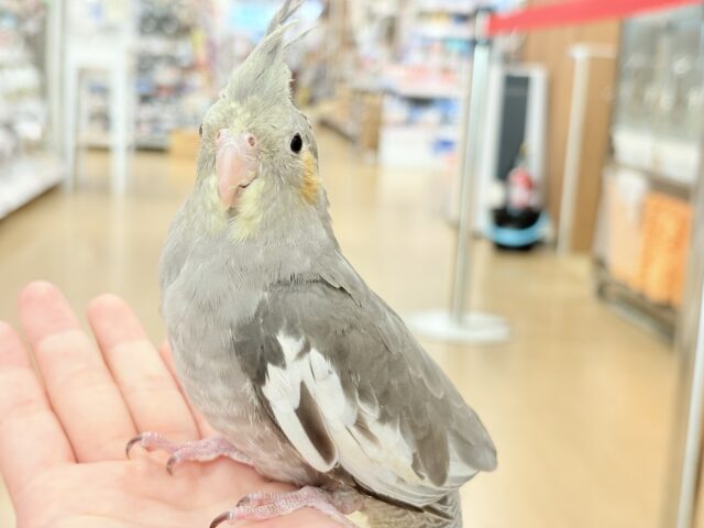 どこから見ても美形さん♬オカメインコ(ノーマル) オカメインコ