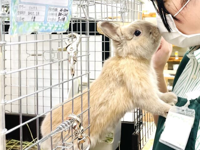 ネザーランドドワーフ