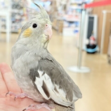 どこから見ても美形さん♬オカメインコ(ノーマル)
