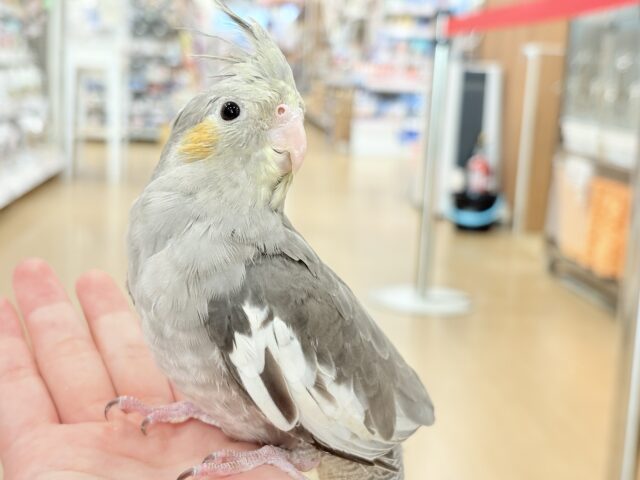 どこから見ても美形さん♬オカメインコ(ノーマル) どこから見ても美形さん♬オカメインコ(ノーマル)