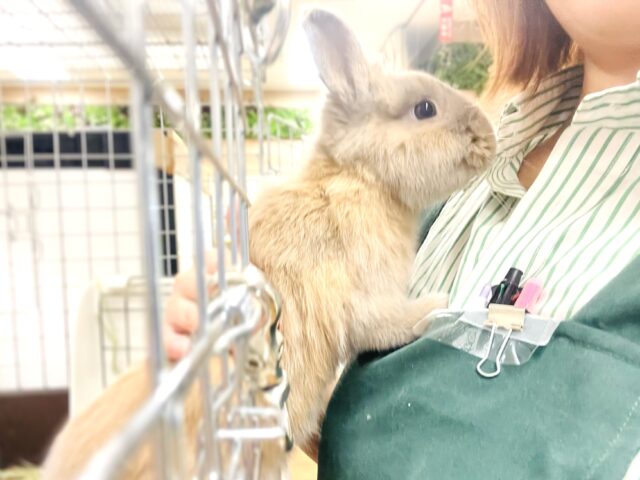 ネザーランドドワーフ