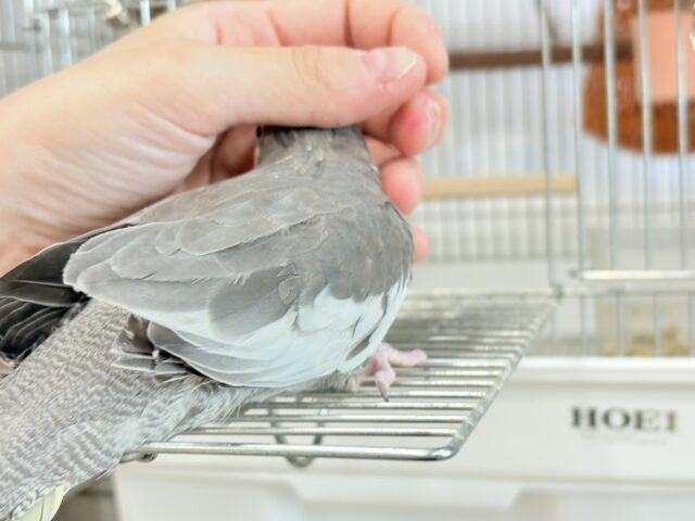 どこから見ても美形さん♬オカメインコ(ノーマル) オカメインコ