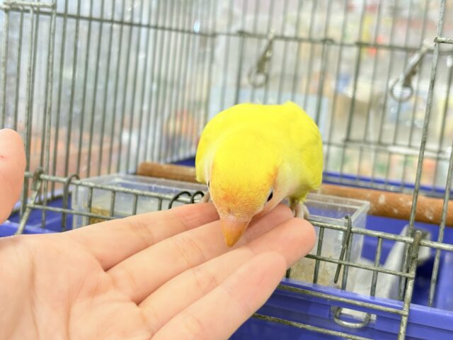 コザクラインコ（小桜インコ）