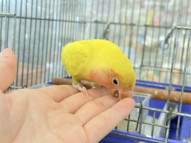 コザクラインコ（小桜インコ）