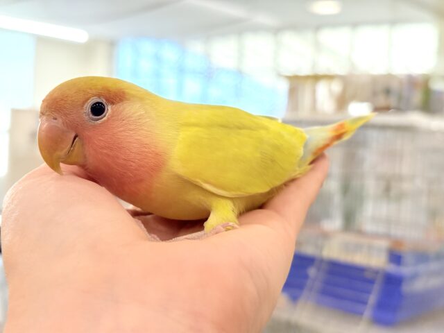 コザクラインコ（小桜インコ）