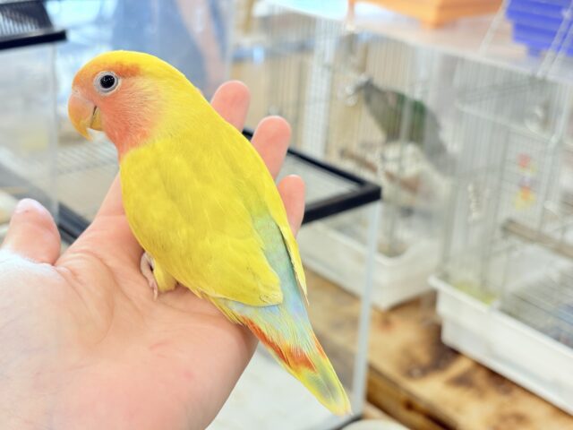 コザクラインコ（小桜インコ）