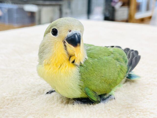 コザクラインコ（小桜インコ）