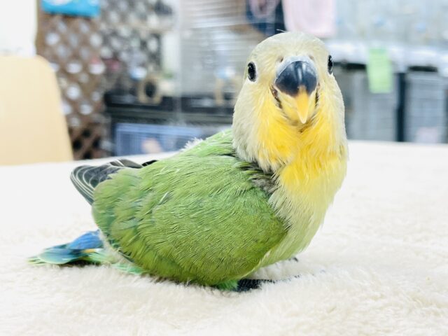 コザクラインコ（小桜インコ）