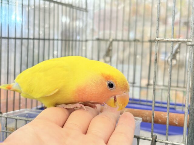 コザクラインコ（小桜インコ）