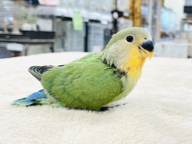 コザクラインコ（小桜インコ）