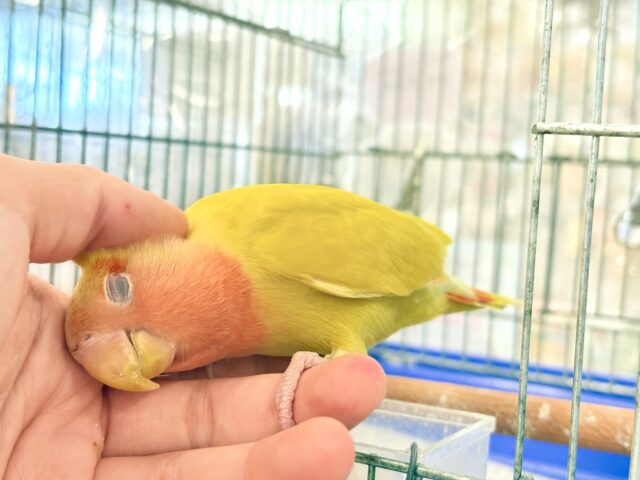 コザクラインコ（小桜インコ）