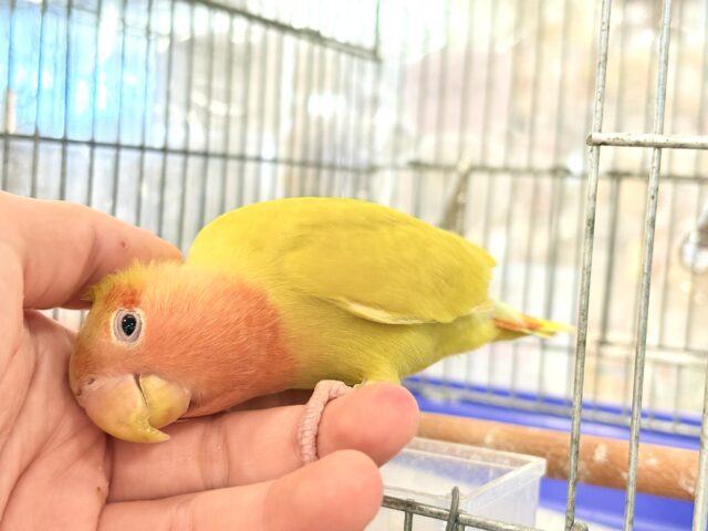 コザクラインコ（小桜インコ）