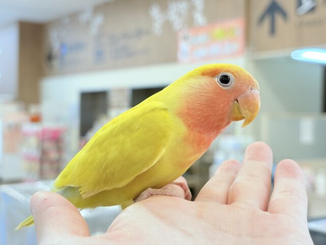 コザクラインコ（小桜インコ）