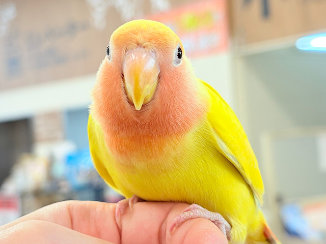 【最新画像更新🪄ひとり餌・カゴデビュー‪☆】常夏トロピカル🍉🍊🍋コザクラインコ(ゴールデンチェリー) ヒナ