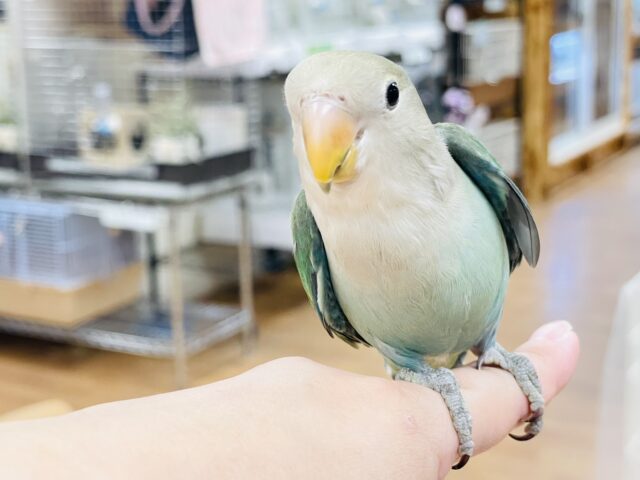 コザクラインコ（小桜インコ）