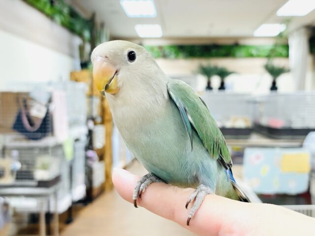 コザクラインコ（小桜インコ）
