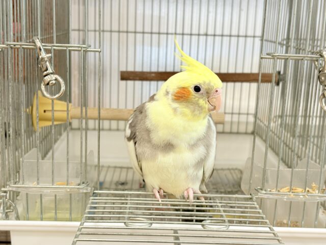心開くと甘々です🐥💖オカメインコ(パイド) オカメインコ