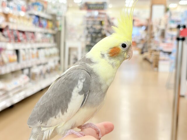 心開くと甘々です🐥💖オカメインコ(パイド) オカメインコ