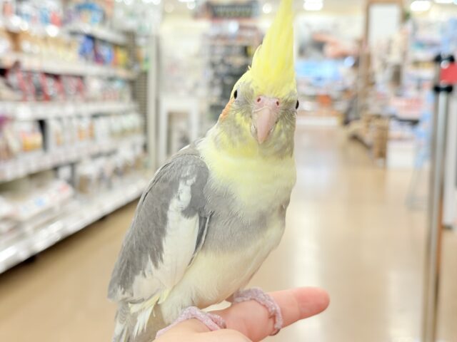 オカメインコ