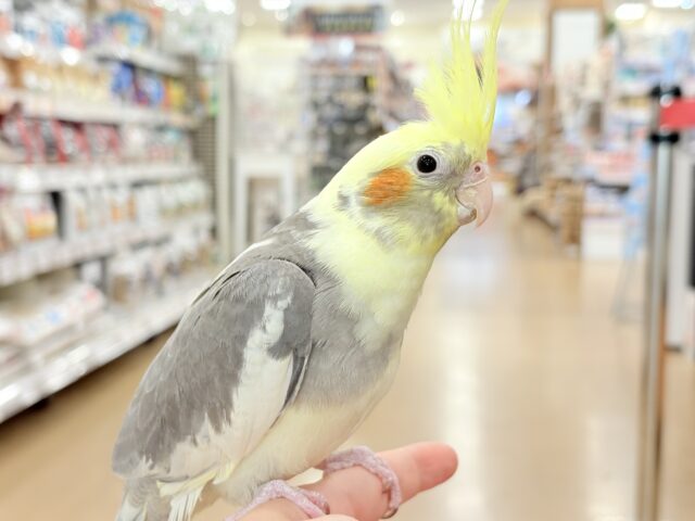 心開くと甘々です🐥💖オカメインコ(パイド) オカメインコ