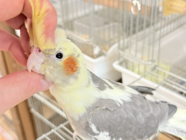 心開くと甘々です🐥💖オカメインコ(パイド) オカメインコ