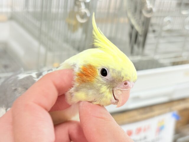 心開くと甘々です🐥💖オカメインコ(パイド) オカメインコ