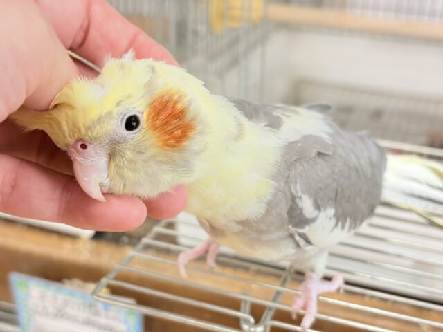 心開くと甘々です🐥💖オカメインコ(パイド) オカメインコ