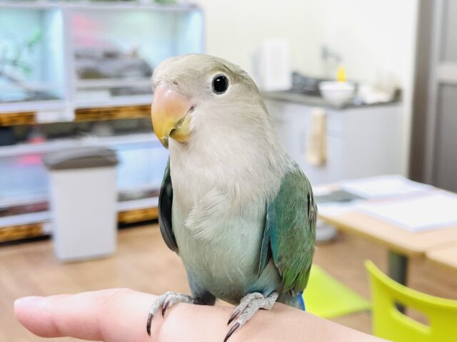 コザクラインコ（小桜インコ）