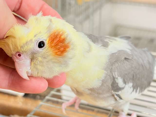 心開くと甘々です🐥💖オカメインコ(パイド) 心開くと甘々です🐥💖オカメインコ(パイド)