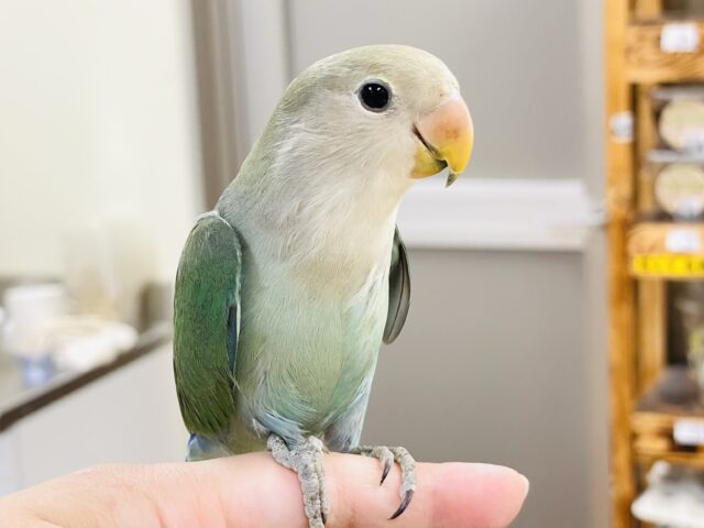 コザクラインコ（小桜インコ）