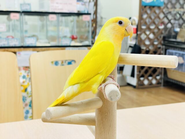 コザクラインコ（小桜インコ）