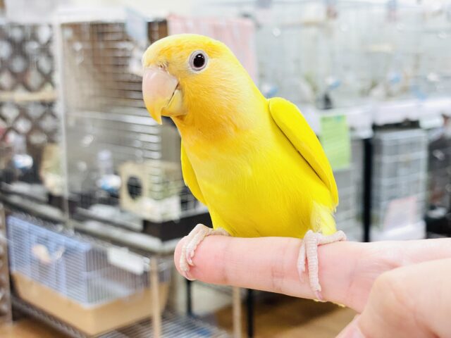 コザクラインコ（小桜インコ）