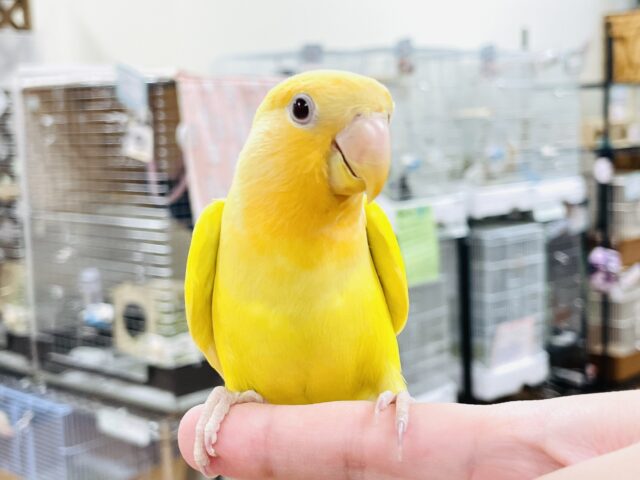 【最新画像】ひまわりのような眩しさ🌻💛🧡コザクラインコ（オレンジフェイスルチノー）