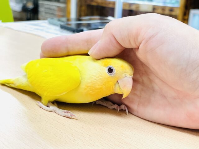 コザクラインコ（小桜インコ）
