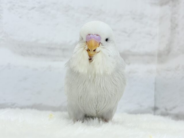 目つきの悪さに一目惚れ♡ジャンボセキセイインコ ヒナ ジャンボセキセイインコ