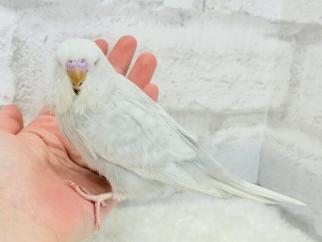 目つきの悪さに一目惚れ♡ジャンボセキセイインコ ヒナ ジャンボセキセイインコ