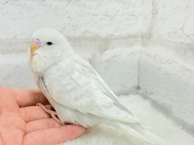 目つきの悪さに一目惚れ♡ジャンボセキセイインコ ヒナ ジャンボセキセイインコ