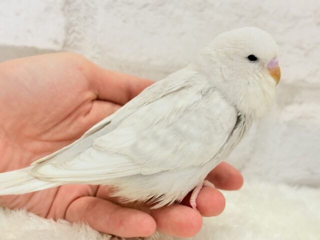 ジャンボセキセイインコ