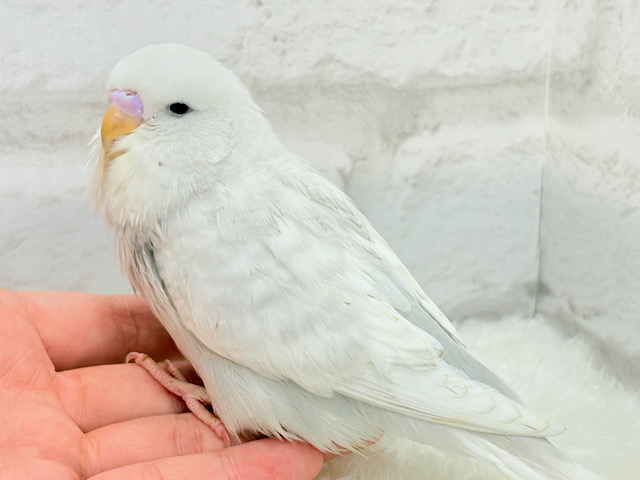目つきの悪さに一目惚れ♡ジャンボセキセイインコ ヒナ 目つきの悪さに一目惚れ♡ジャンボセキセイインコ ヒナ