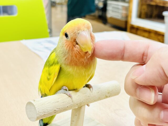 コザクラインコ（小桜インコ）