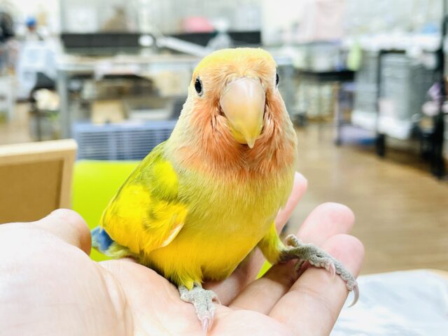 コザクラインコ（小桜インコ）