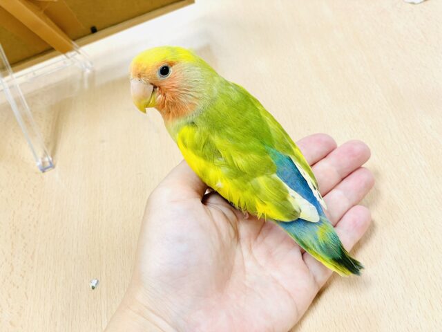 コザクラインコ（小桜インコ）